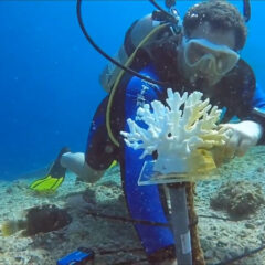 【列印良品】3D列印珊瑚有可能取代真正的珊瑚！？