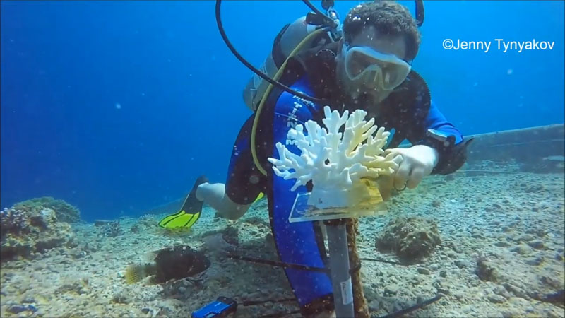 世界各地的珊瑚礁正陷入白化危機，由以色列本・古裡安大學和以色列理工學院的團隊合作研發出的3D列印人造珊瑚，不僅成功吸引魚群，且根據研究顯示，有些品種的魚類似乎更喜歡居住在人工珊瑚礁中，為珊瑚死亡導致的生態問題帶來解決契機。