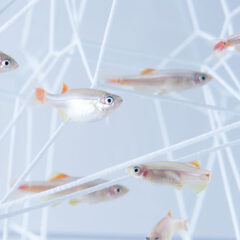 【列印良品】讓魚蝦成為魚缸裡的藝術 – waterscape