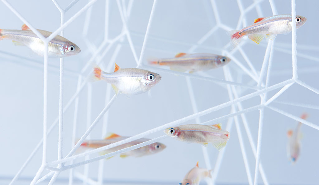 日本設計師三澤遙以自身在魚缸養小蝦、魚兒的經驗為靈感，使用 3D 列印模擬出珊瑚、海藻等小魚在水中最常為伍的夥伴們，佈置出充滿簡潔主義風格的魚缸，創造出一個優雅、寧靜的水中生態世界。