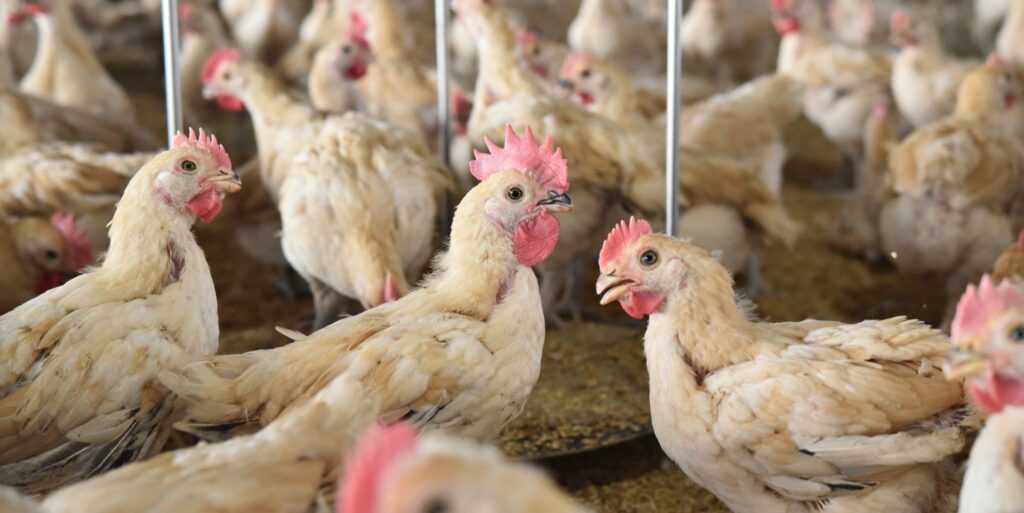 iCHASE 提供協助雞農節省人力成本的 AI 解決方案，通過 AI 影像與聲音判別技術，讓養雞場能自動化把關雞隻健康，為家禽產業有效提升飼養效率。