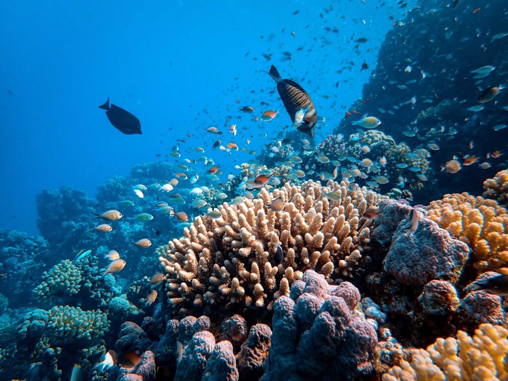 Google 與 海洋科學家合作推出 Calling in our Corals 計畫，期望在一般大眾及 AI 科技的協助下，利用聲音記錄來判斷、衡量海洋保護區及其他海洋修復計畫成功程度的指標。
