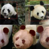 當AI「看懂動物」：開展一場無聲的保育行動！