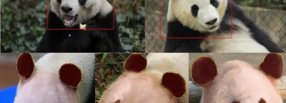 當AI「看懂動物」：開展一場無聲的保育行動！