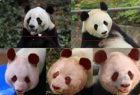當AI「看懂動物」：開展一場無聲的保育行動！