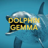 「聽懂」海豚說什麼的AI模型：DolphinGemma