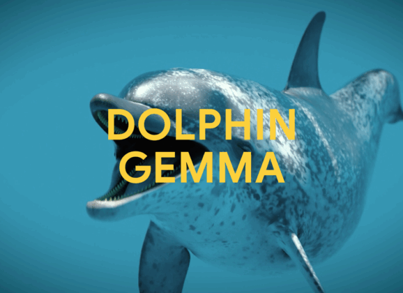 「聽懂」海豚說什麼的AI模型：DolphinGemma