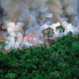 數位保育行動：AI演算法如何編織全球生態防護網？