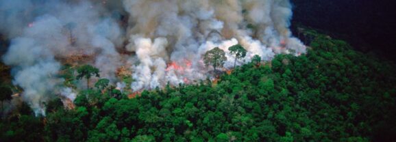 數位保育行動：AI演算法如何編織全球生態防護網？