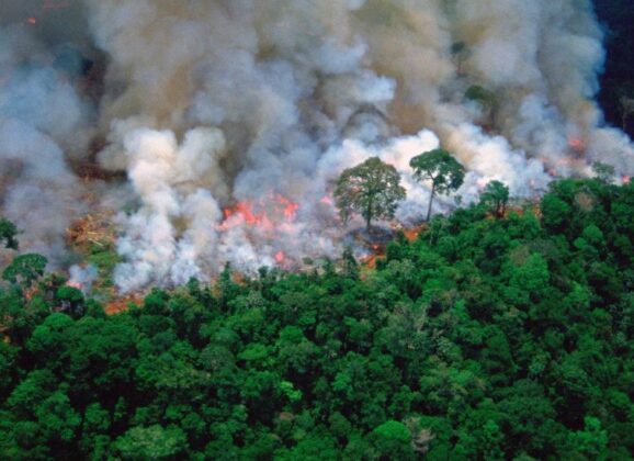 數位保育行動：AI演算法如何編織全球生態防護網？