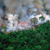 數位保育行動：AI演算法如何編織全球生態防護網？