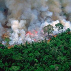 數位保育行動：AI演算法如何編織全球生態防護網？