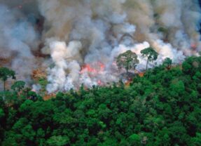 數位保育行動：AI演算法如何編織全球生態防護網？