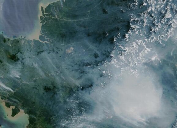 用數據守護森林：Global Forest Watch