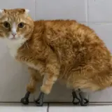 從西伯利亞流浪貓到AI義肢：科技如何重塑身體邊界