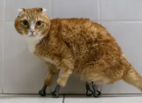 從西伯利亞流浪貓到AI義肢：科技如何重塑身體邊界