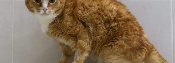 從西伯利亞流浪貓到AI義肢：科技如何重塑身體邊界