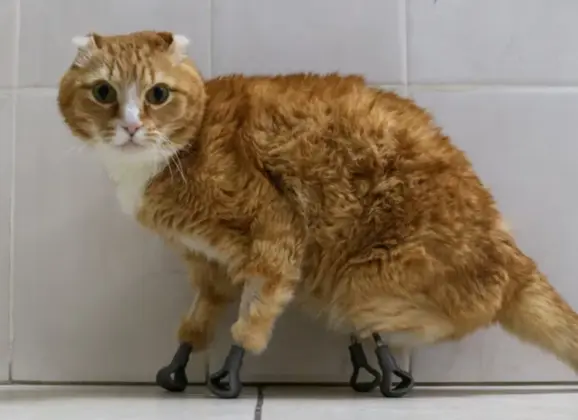 從西伯利亞流浪貓到AI義肢：科技如何重塑身體邊界