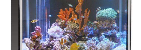 創客AI特技：10美元MCU跑LLM、用Tiny LLM跑虛擬水族箱